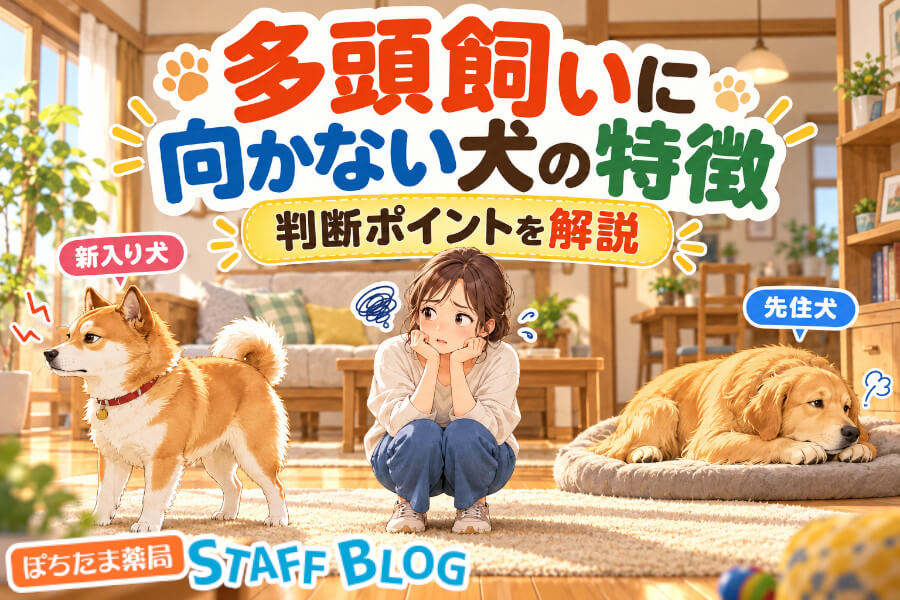 多頭飼いに向かない犬の特徴は？性別の相性と後悔しない判断ポイントを解説