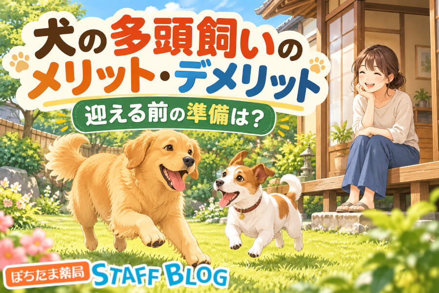 犬の多頭飼いは何匹から？メリット・デメリットと始める前の準備を解説