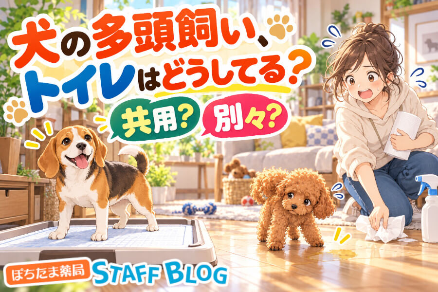 犬の多頭飼い、トイレはどうしてる？共用か別々かの決め方と置き方・しつけのコツを解説