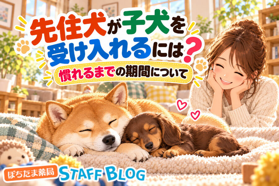 先住犬が子犬を受け入れるには？接触はいつから・慣れるまでの期間を解説