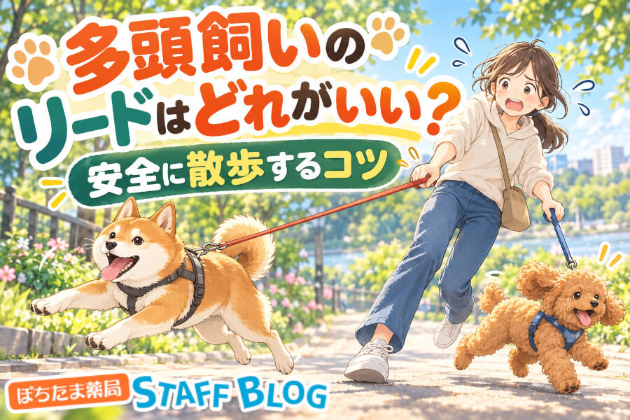 多頭飼いのリードはどれがいい？2匹の散歩を安全にするコツと車での乗せ方を解説